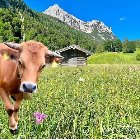 Sparfuchs - Fewo Resi Mittenwald Eksteriør bilde