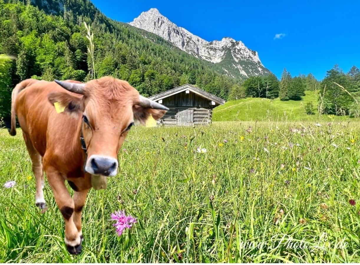 Sparfuchs - Fewo Resi Mittenwald Eksteriør bilde